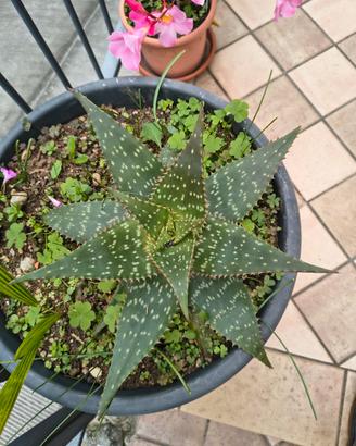 pianta di aloe maculata
