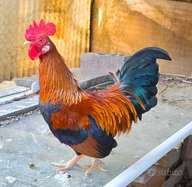 galli, galline 