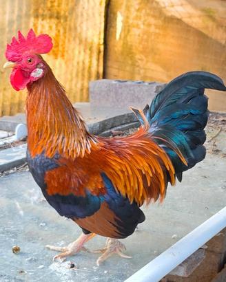 galli, galline 
