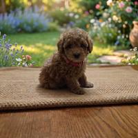 Barboncini cuccioli toy maschietti