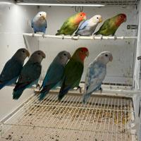 Pappagalli inseparabili