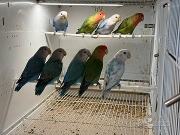 Pappagalli inseparabili