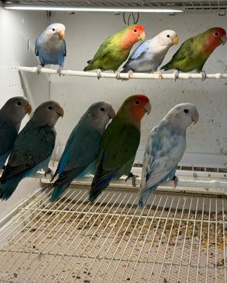 Pappagalli inseparabili