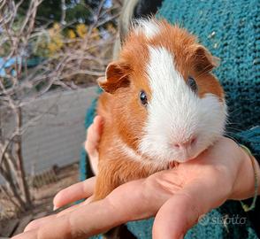 Cavie/porcellini d'india di razza a Genova