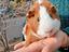 Immagine 1