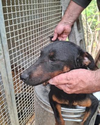 Jagd terrier