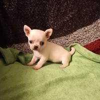 Chihuahua femminuccia