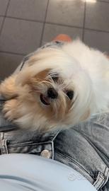 Maltese femmina