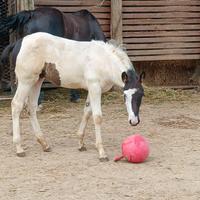 Puledro merens x paint