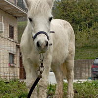 Pony femminuccia