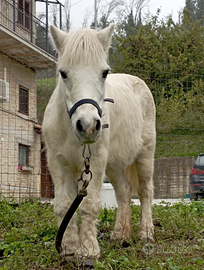 Pony femminuccia