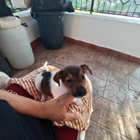 Jack russell nano a zampa corta