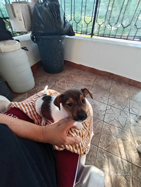 Jack russell nano a zampa corta