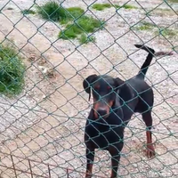 Dobermann Cucciolona in Affidamento