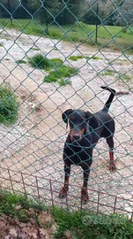 Dobermann Cucciolona in Affidamento