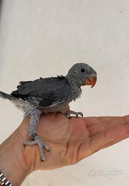 Parrocchetto dal collare Pullo