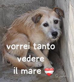 Poldo - buono -10 anni rinchiuso in questo box!!