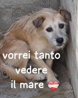 Poldo - buono -10 anni rinchiuso in questo box!!