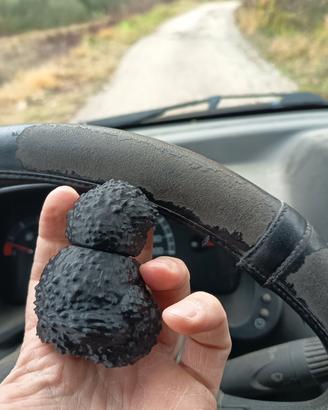 tartufo finto per addestramento