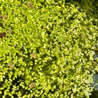 Lemna minor