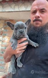 Cuccioli di bulldog francese blu