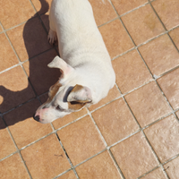 Jack russel