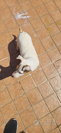 Jack russel