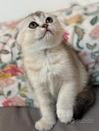 Ultime 3 femminucce Scottish fold