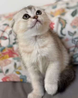 Ultime 3 femminucce Scottish fold