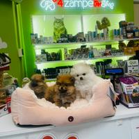 Spitz di Pomerania MINI