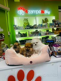 Spitz di Pomerania MINI