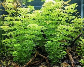 6 Piante acquario Limnophila Sessiliflora