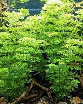 6 Piante acquario Limnophila Sessiliflora