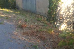 Fabbricato rurale con noccioleto