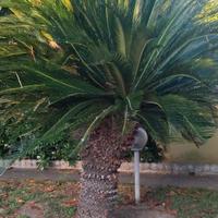 Cycas Revoluta a due teste