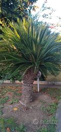 Cycas Revoluta a due teste