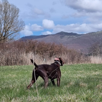 Bracco Tedesco Kurzhaar