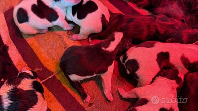 Cuccioli bulldog francesi