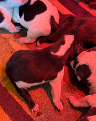 Cuccioli bulldog francesi