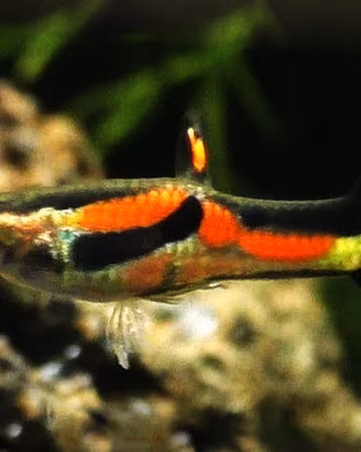 pesci guppy e platy per acquario dolce