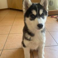Cucciola di Husky Siberiano - 3 mesi