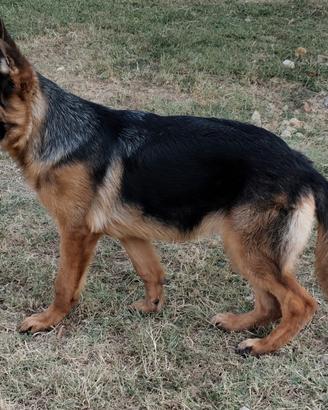 pastore tedesco femmina pedigree ENCI 