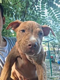 Pitbull