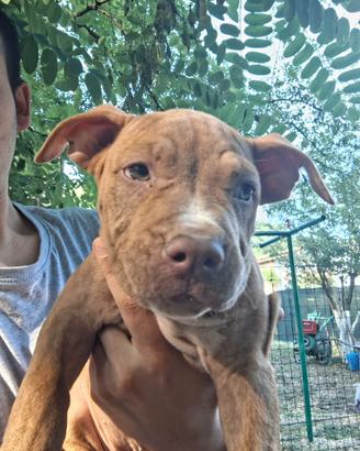 Pitbull