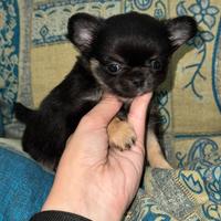 Chihuahua femmina con pedigree