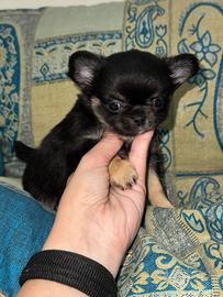 Chihuahua femmina con pedigree