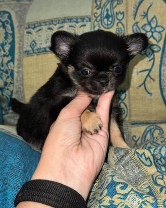 Chihuahua femmina con pedigree