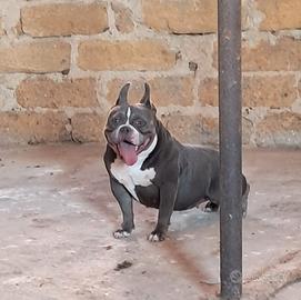 American bully