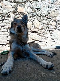 Lupo cecoslovacco