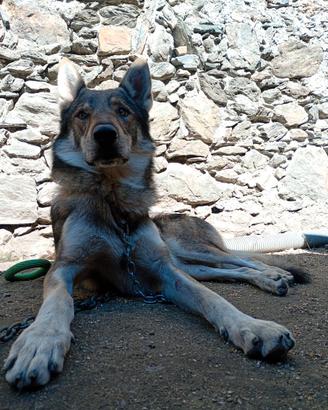 Lupo cecoslovacco